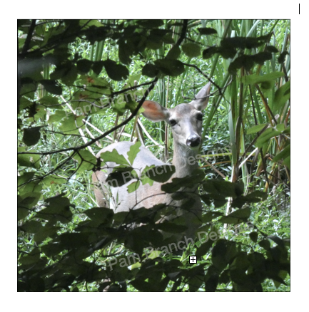 Deer in the Woods, Nature Image on a Decoupage Sheet, Rice Paper D5