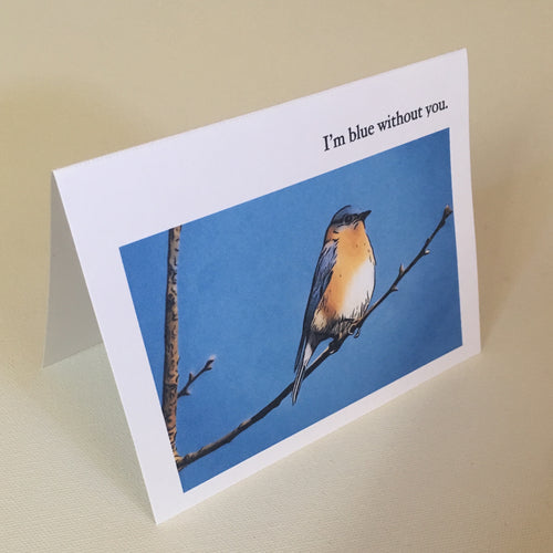 Bluebird Greeting Cards, 4 Pack, Blank Card, Gift, Birdwatcher Gift, Thinking of You, Miss You, Nature Gift, Blue Bird Card #C8