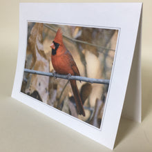 Cardinal Greeting Cards, 4 Pack, Cardinal Gift, Birdwatcher Gift, Thinking of You, Miss You, Bereavement Gift, Sympathy Card #C19