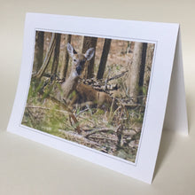 Deer Greeting Cards, 4 Pack, Gift, Nature Gift, Thinking of You, Miss You,  Nature Card, Wildlife Card #C11