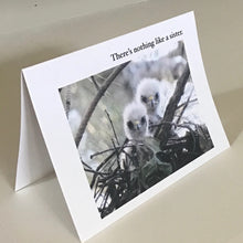 Baby Hawk Greeting Cards, 4 Pack, Bird Gift, Sister Gift, Birdwatcher Gift, Thinking of You, Miss You, #C2