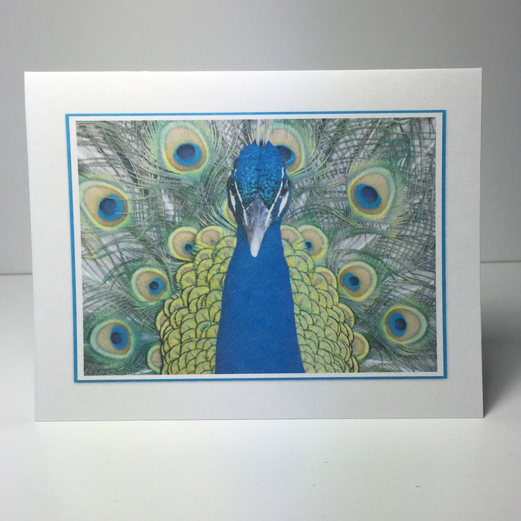 Peacock Card, Greeting Cards, Farmhouse Card, 4 Pack, Stationery, Note Card, Card for Friend #C30