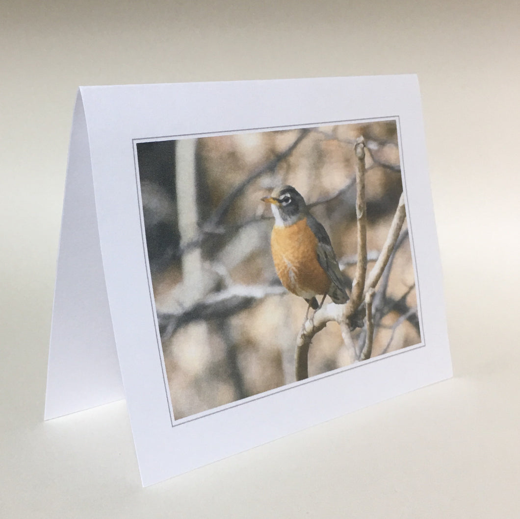 Robin Greeting Cards, 4 Pack, Gift, Birdwatcher Gift, Thinking of You, Miss You,  Nature Gift, Bird Card #C10