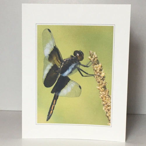 Widow Skimmer Greeting Cards, 4 Pack, Dragonfly Card, Thinking of You, Stationery, Note Card, Card for Friend #C28